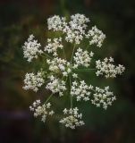 Pimpinella saxifraga. Соцветие с питающимися осами. Пермский край, Оханский р-н, левый берег р. Кама, Кунчурихинский бор, обочина лесной дороги вдоль старой вырубки. 03.09.2016.