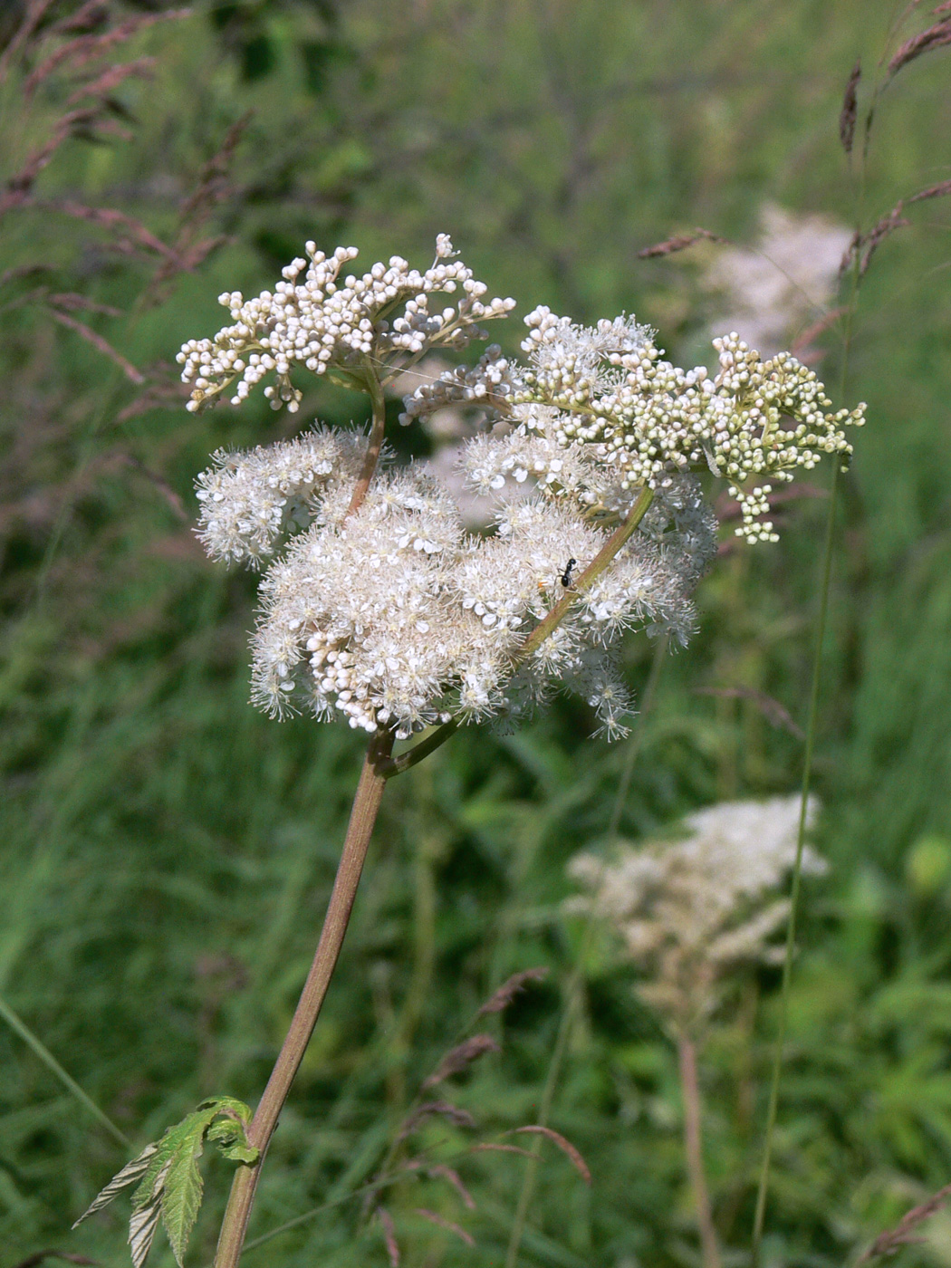 Изображение особи Filipendula palmata.