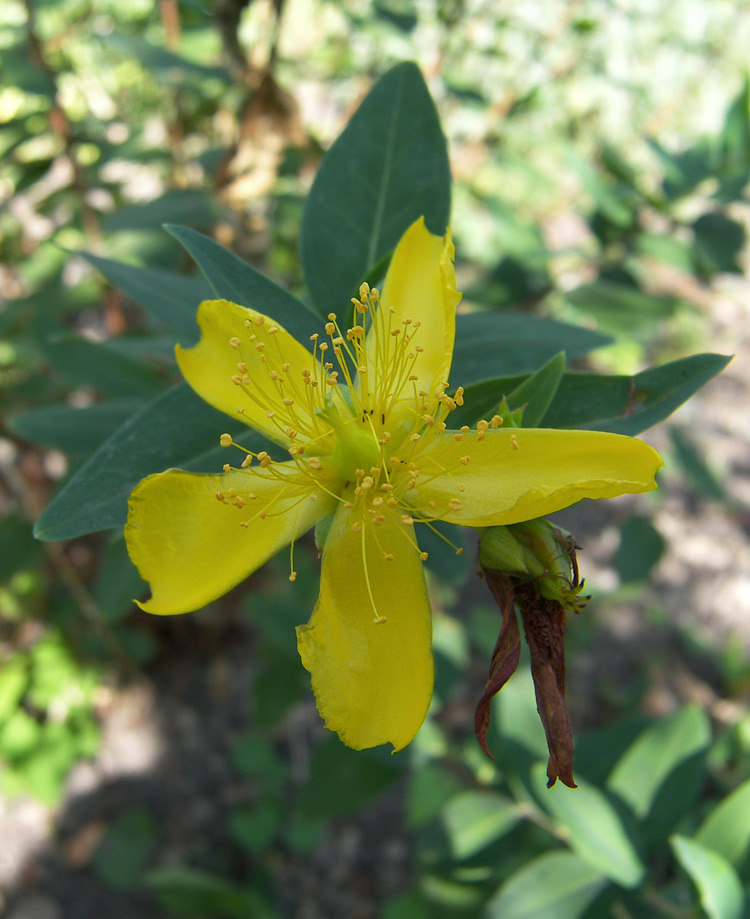 Изображение особи Hypericum kouytchense.