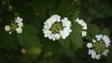 Viburnum opulus