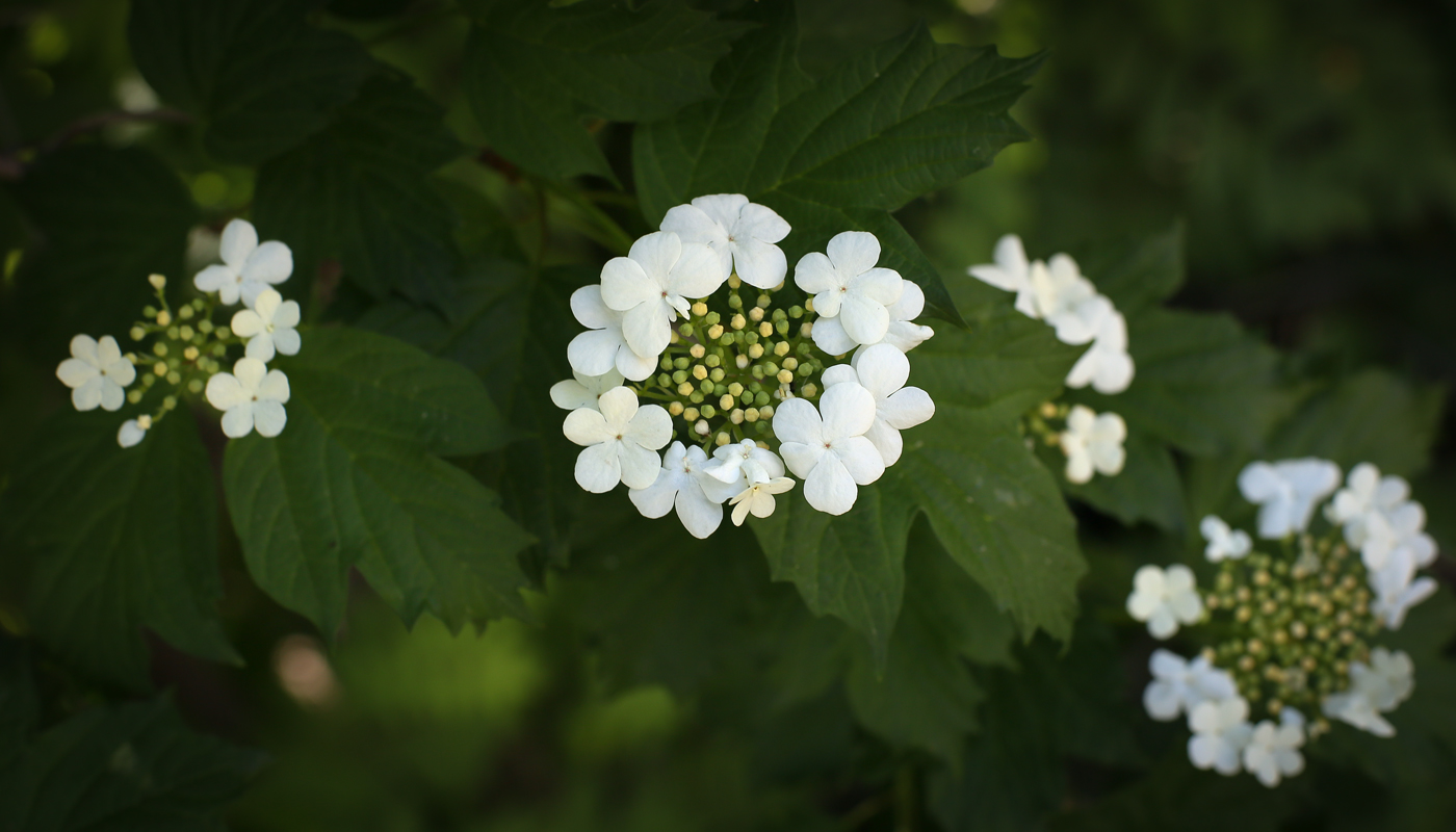 Изображение особи Viburnum opulus.