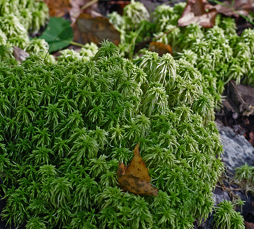 Изображение особи род Sphagnum.