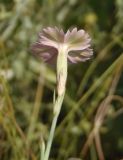 Dianthus carbonatus