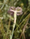 Dianthus carbonatus. Цветок (вид со стороны чашечки). Украина, г. Запорожье, балка Березноватая, восточный склон, степной участок. 15.07.2016.