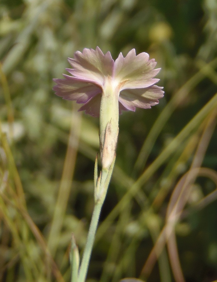 Image of Dianthus carbonatus specimen.
