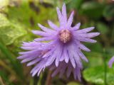 genus Soldanella. Цветок. Украина, Ивано-Франковская обл., Верховинский р-н, гора Вухатый Каминь, субальпийский луг, 1600 м н.у.м. 5 июня 2009 г.