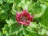 Geum rivale