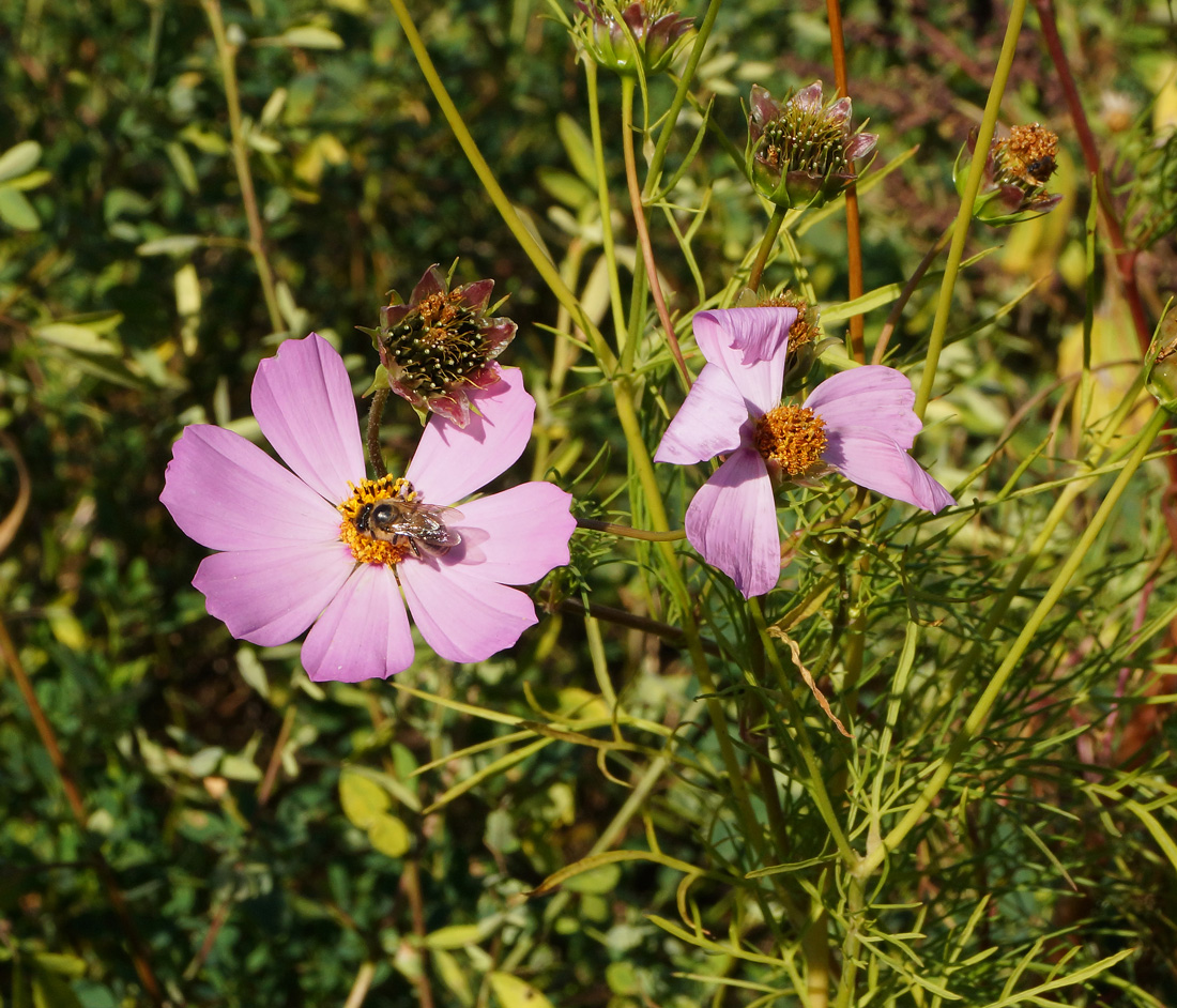 Изображение особи Cosmos bipinnatus.