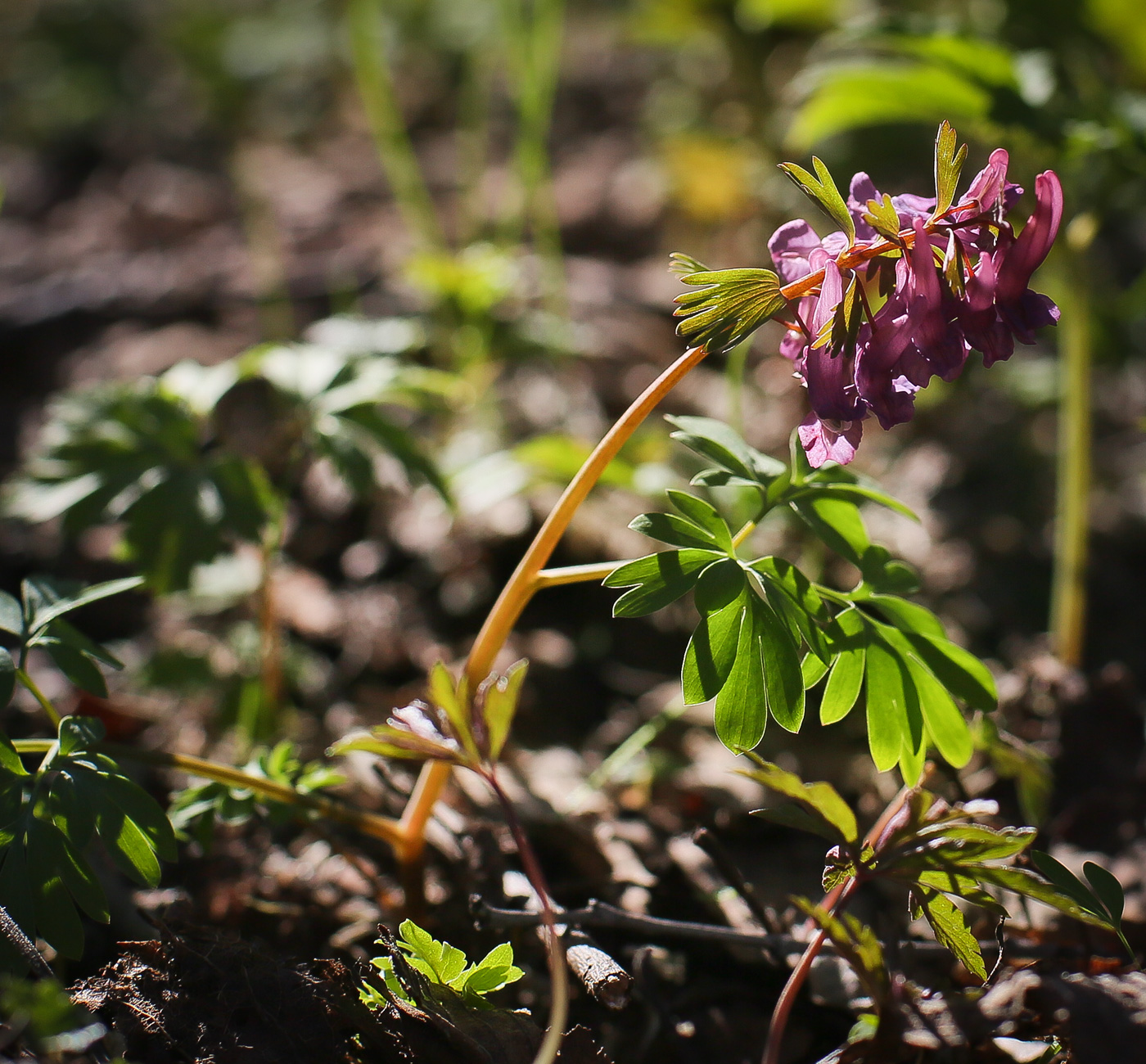 Image of Corydalis solida specimen.