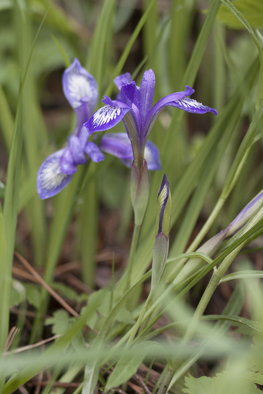 Изображение особи Iris ruthenica.