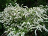 Spiraea × cinerea. Цветущее растение. Пенза, Ботанический сад ПГУ, в культуре. 11 мая 2016 г.