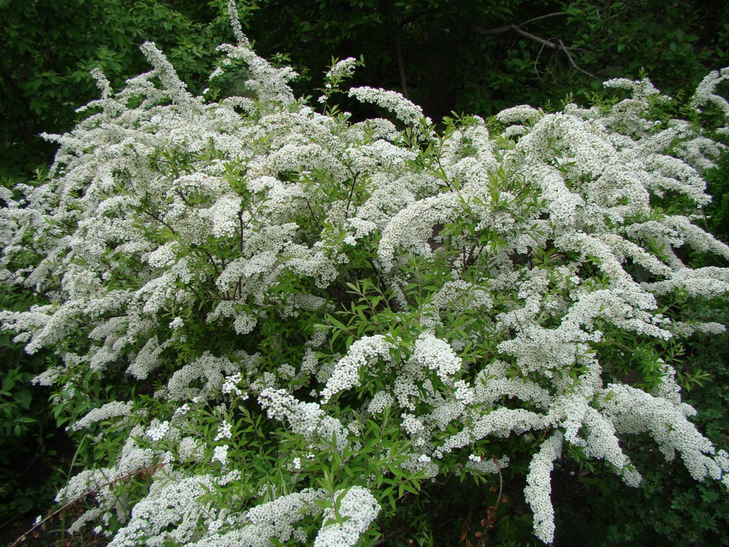 Изображение особи Spiraea &times; cinerea.