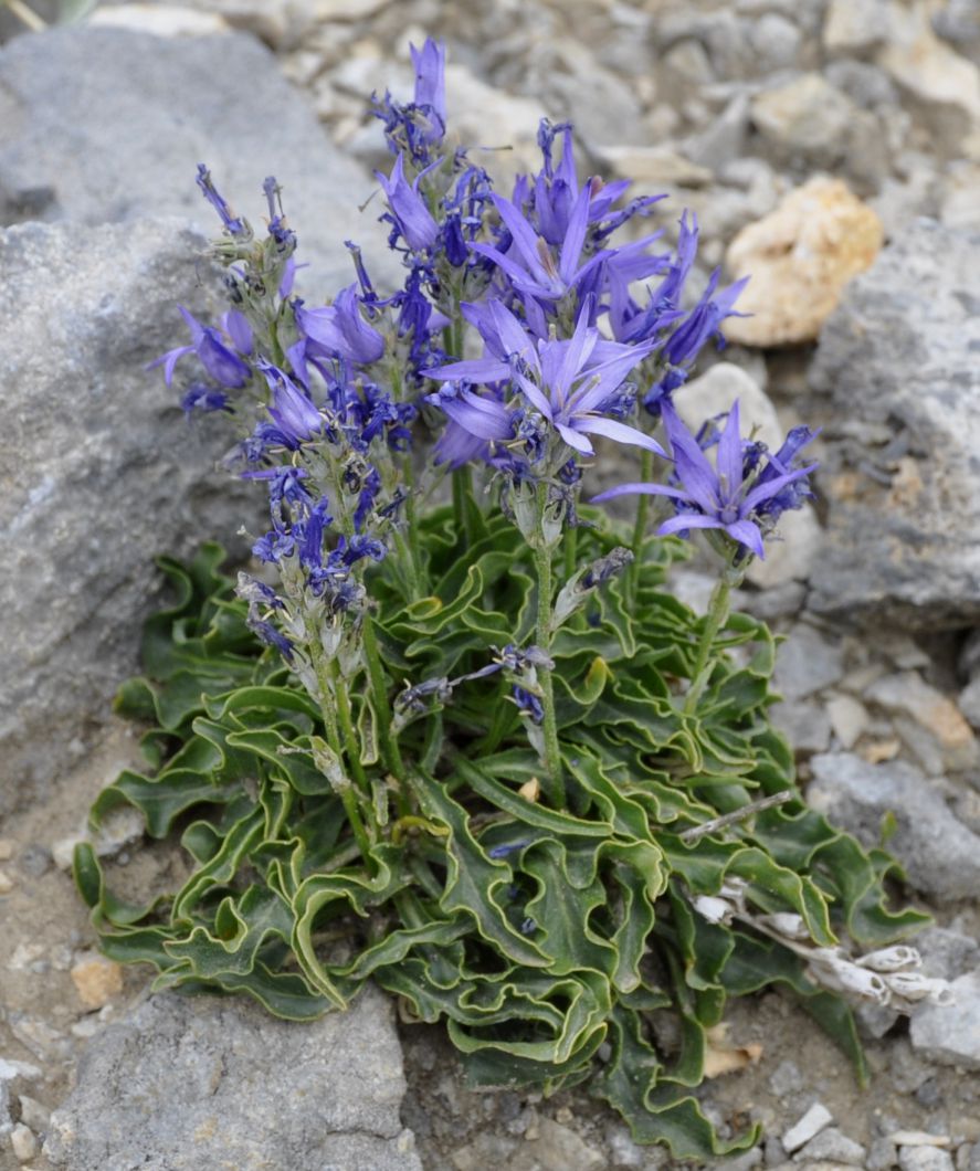 Image of Asyneuma limonifolium specimen.