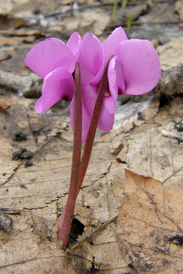 Image of Cyclamen coum specimen.