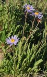 Aster serpentimontanus