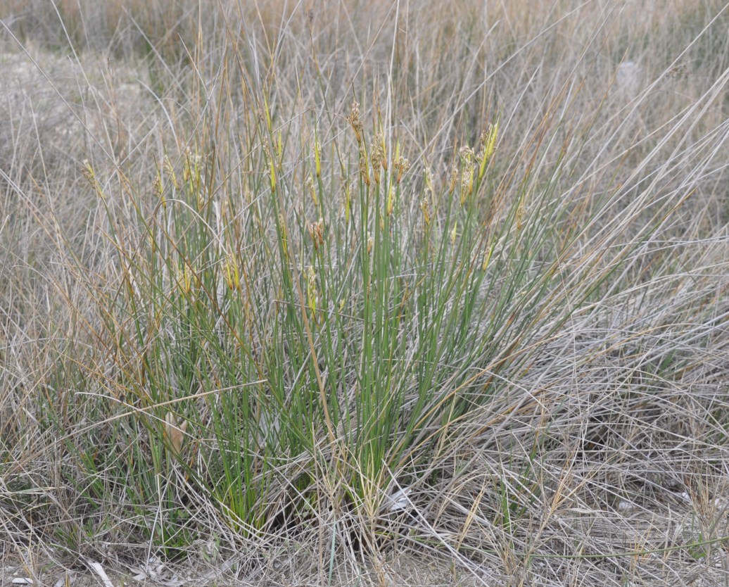 Изображение особи Juncus maritimus.