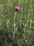 Cirsium dissectum. Цветущие растения. Нидерланды, провинция Drenthe, Langelo, заказник Broekland, заболоченный луг на выходах грунтовых вод. 6 июня 2010 г.