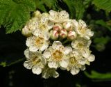 Physocarpus amurensis