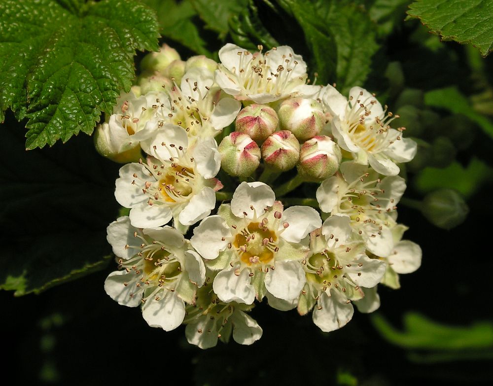 Image of Physocarpus amurensis specimen.