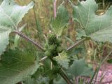 Xanthium strumarium. Верхушка цветущего растения. Амурская обл., Бурейский р-н, окр. с. Виноградовка, долина р. Асташиха, песчаная почва. 25.07.2016.