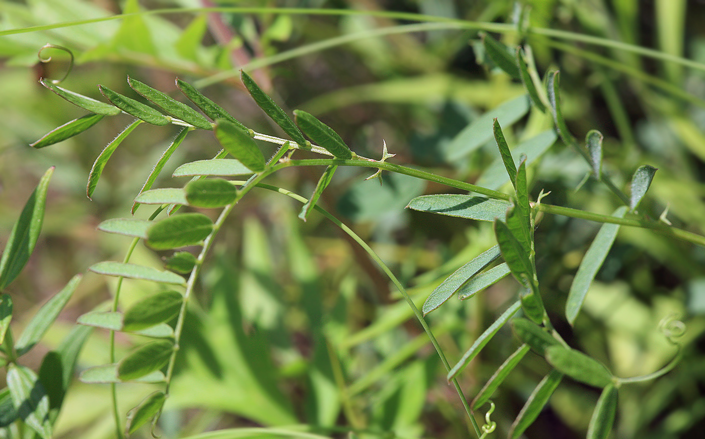 Изображение особи Vicia popovii.