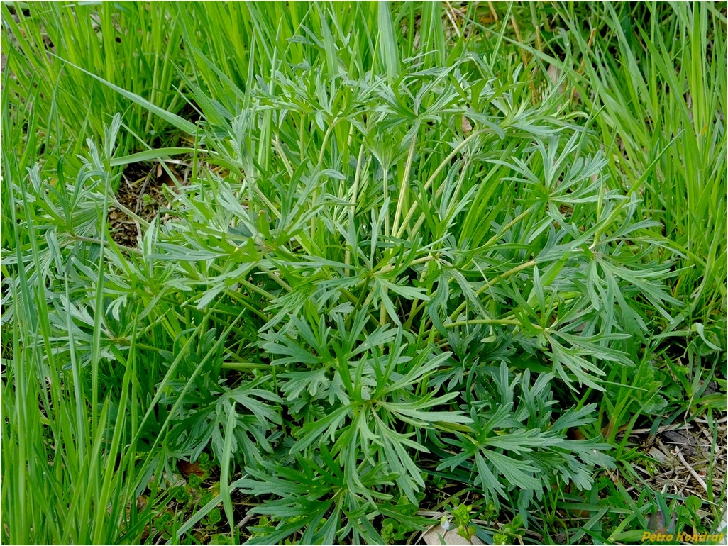 Image of genus Ranunculus specimen.