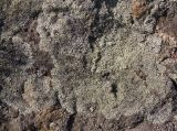 class Lecanoromycetes