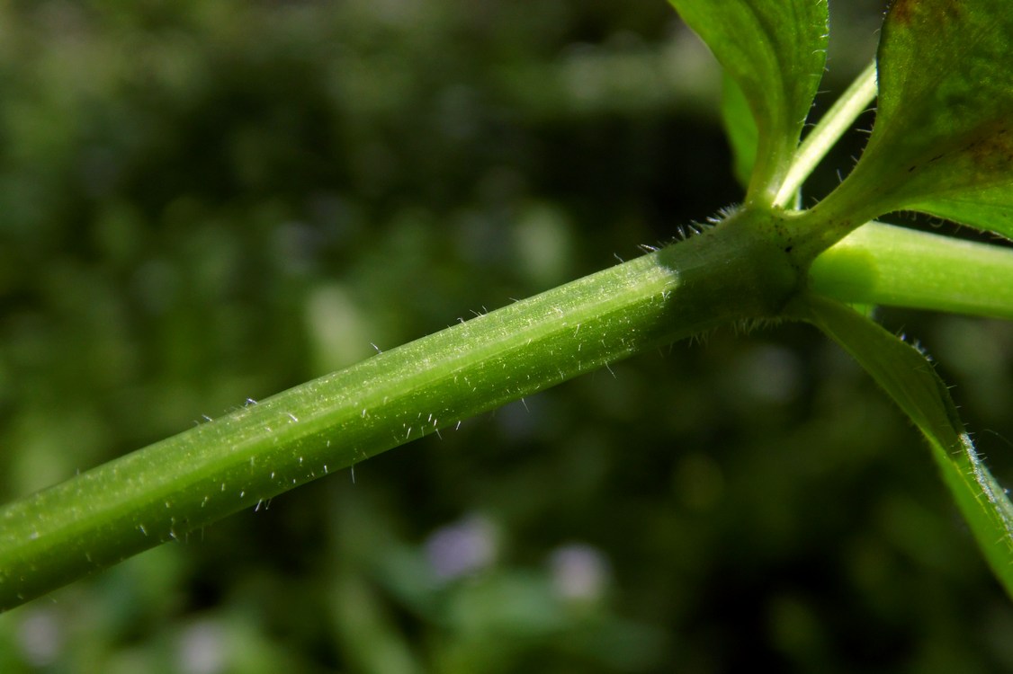 Изображение особи Asperula caucasica.