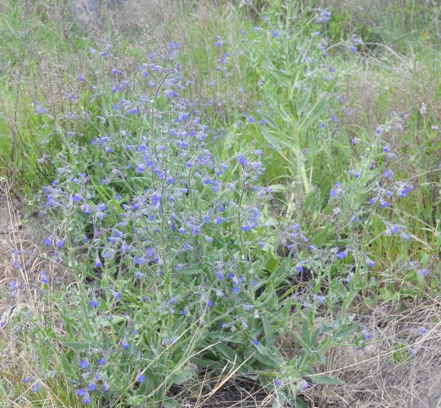 Image of Anchusa azurea specimen.