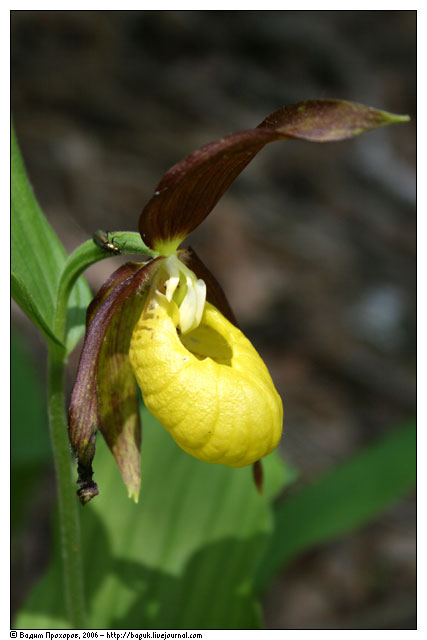 Изображение особи Cypripedium calceolus.