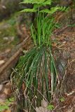 Carex quadriflora