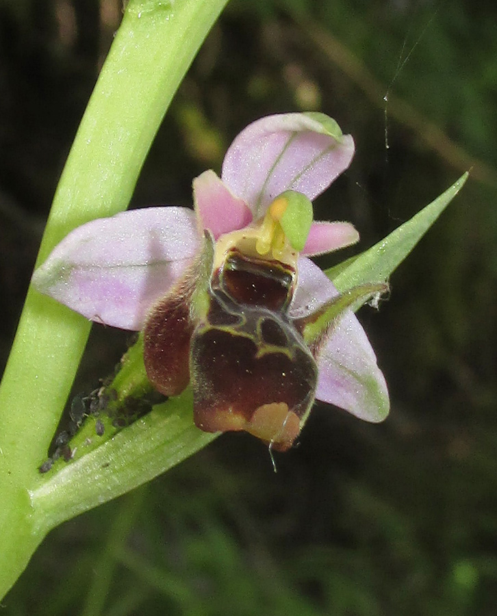 Изображение особи Ophrys oestrifera.