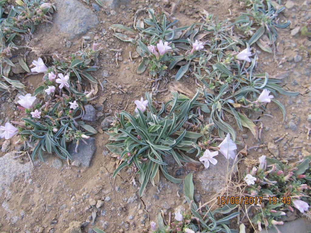 Image of Convolvulus lineatus specimen.