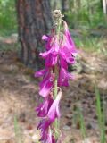 Hedysarum alpinum. Соцветие. Казахстан, Восточно-Казахстанская обл., окр. г. Риддер, берег р. Громатуха, сосновый бор. 04.06.2017.