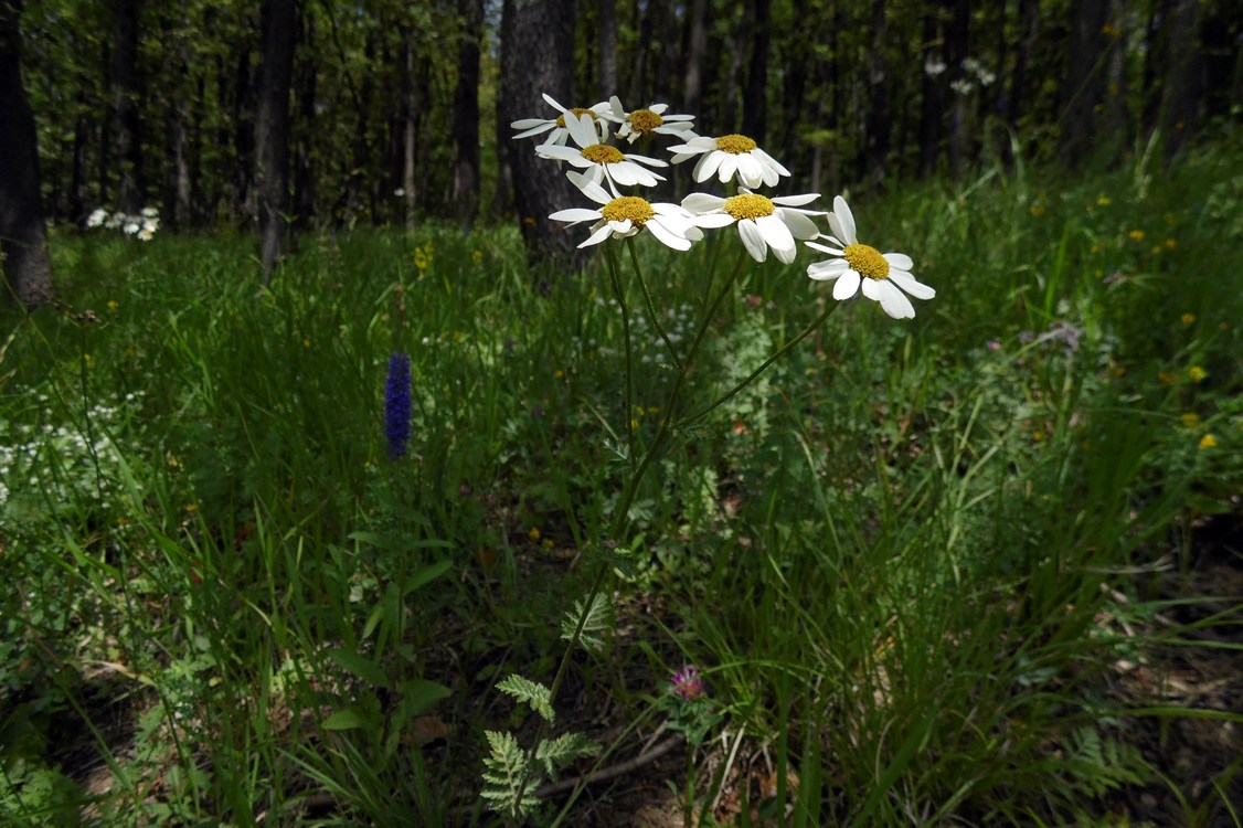 Изображение особи Pyrethrum corymbosum.