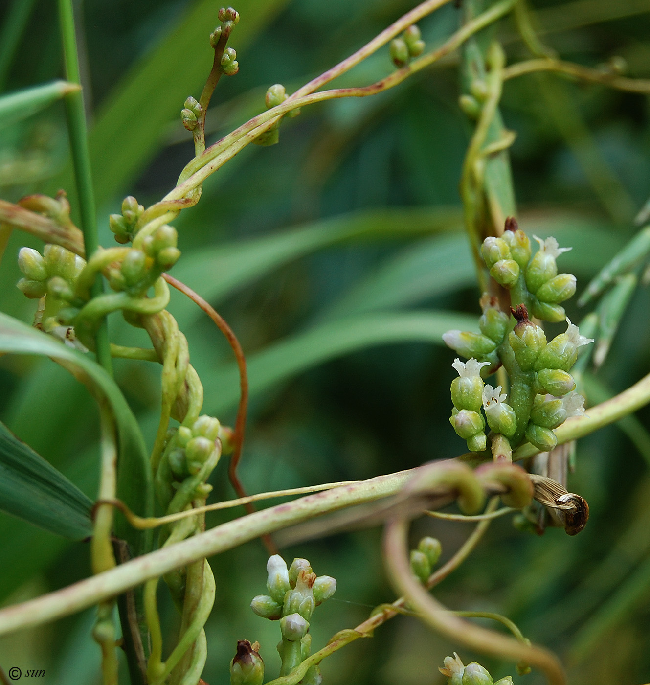 Image of Cuscuta monogyna specimen.