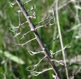 Lepidium campestre. Часть сухого побега с остатками прошлогодних плодов. Краснодарский край, Кущёвский р-н, станица Шкуринская, остепнённый склон. 20.04.2010.