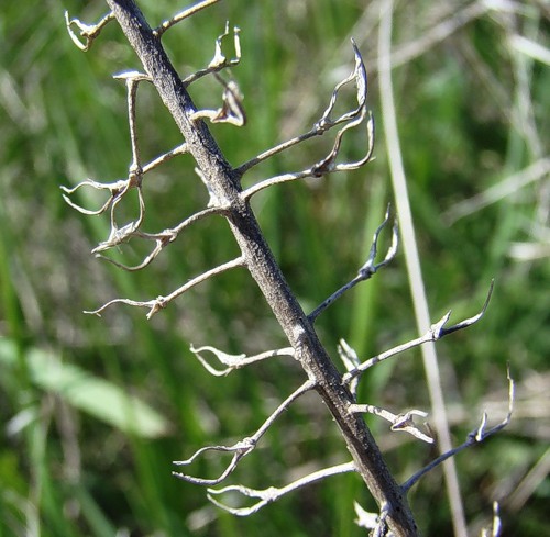 Изображение особи Lepidium campestre.