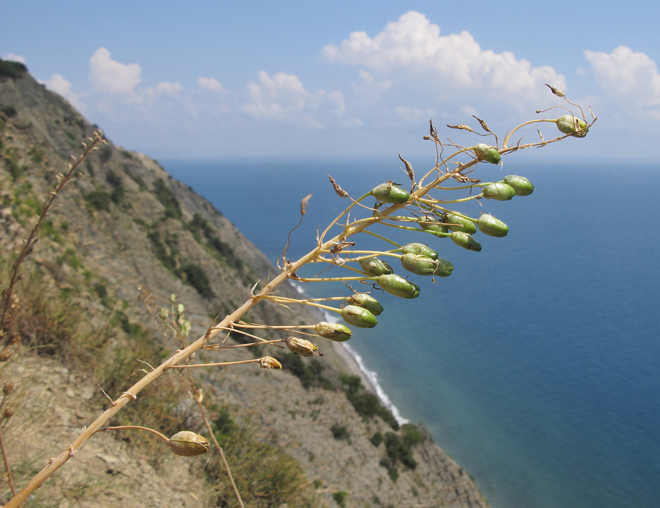 Image of Ornithogalum ponticum specimen.