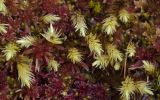 Aulacomnium palustre. Гаметофиты среди Sphagnum (красные веточки). Архангельская обл., Соловки, о. Бол. Соловецкий, сосняк сфагновый. 09.08.2017.