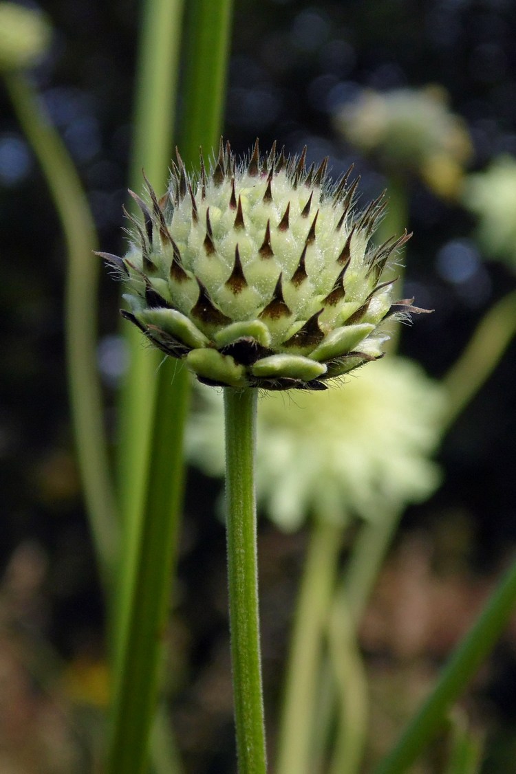 Изображение особи Cephalaria gigantea.