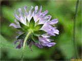 Knautia arvensis