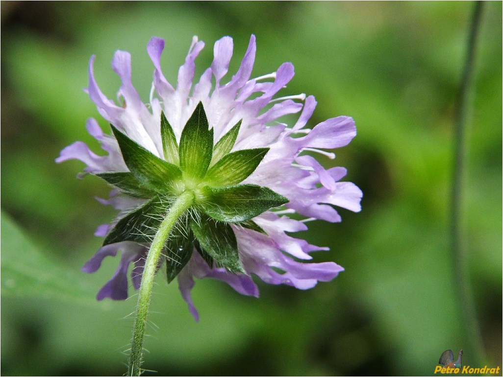 Изображение особи Knautia arvensis.