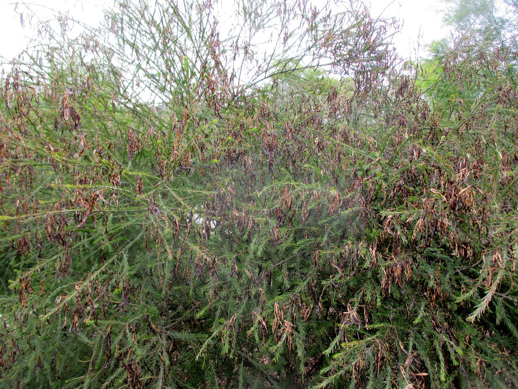 Image of Acacia gittinsii specimen.