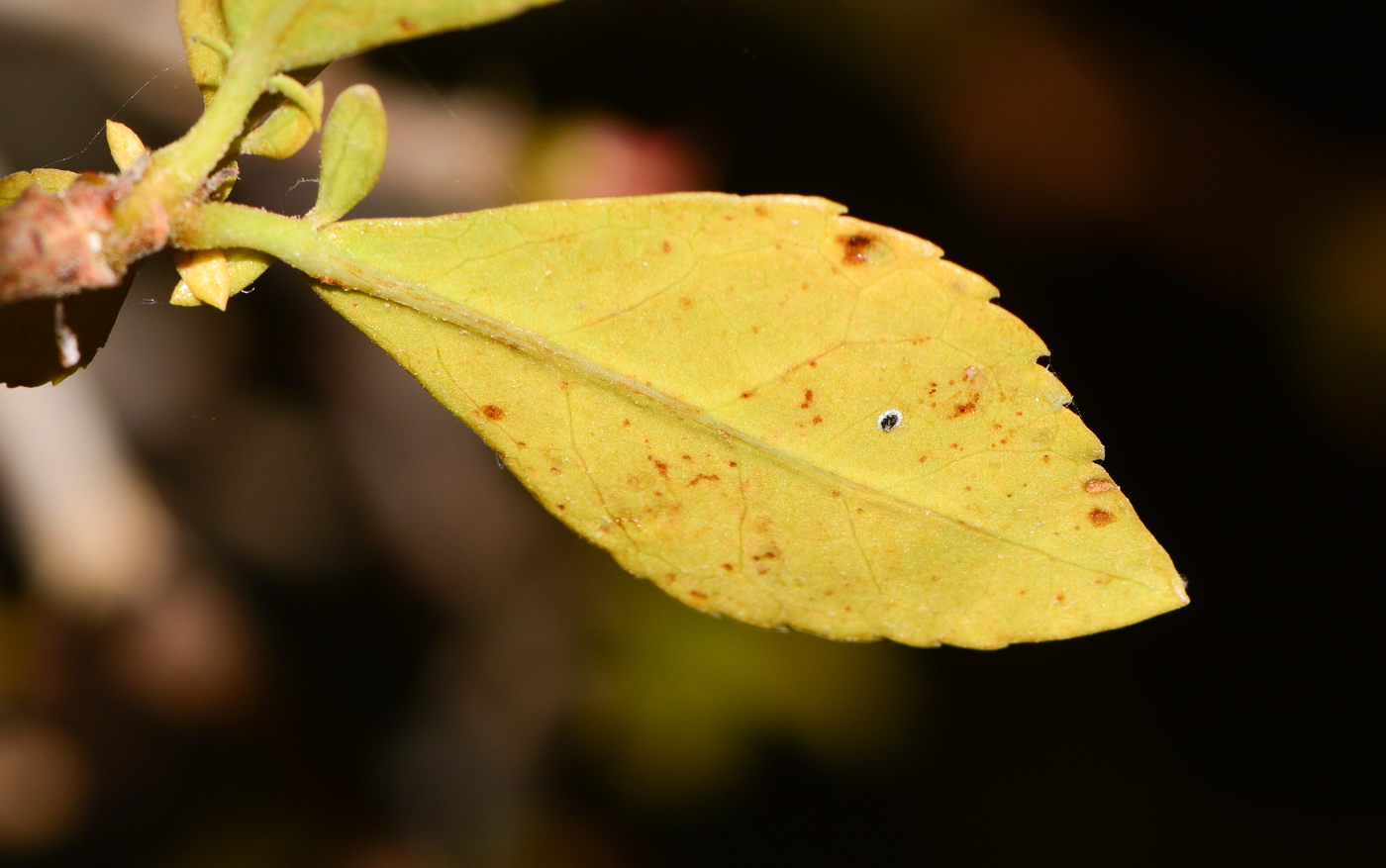 Image of Commiphora habessinica specimen.