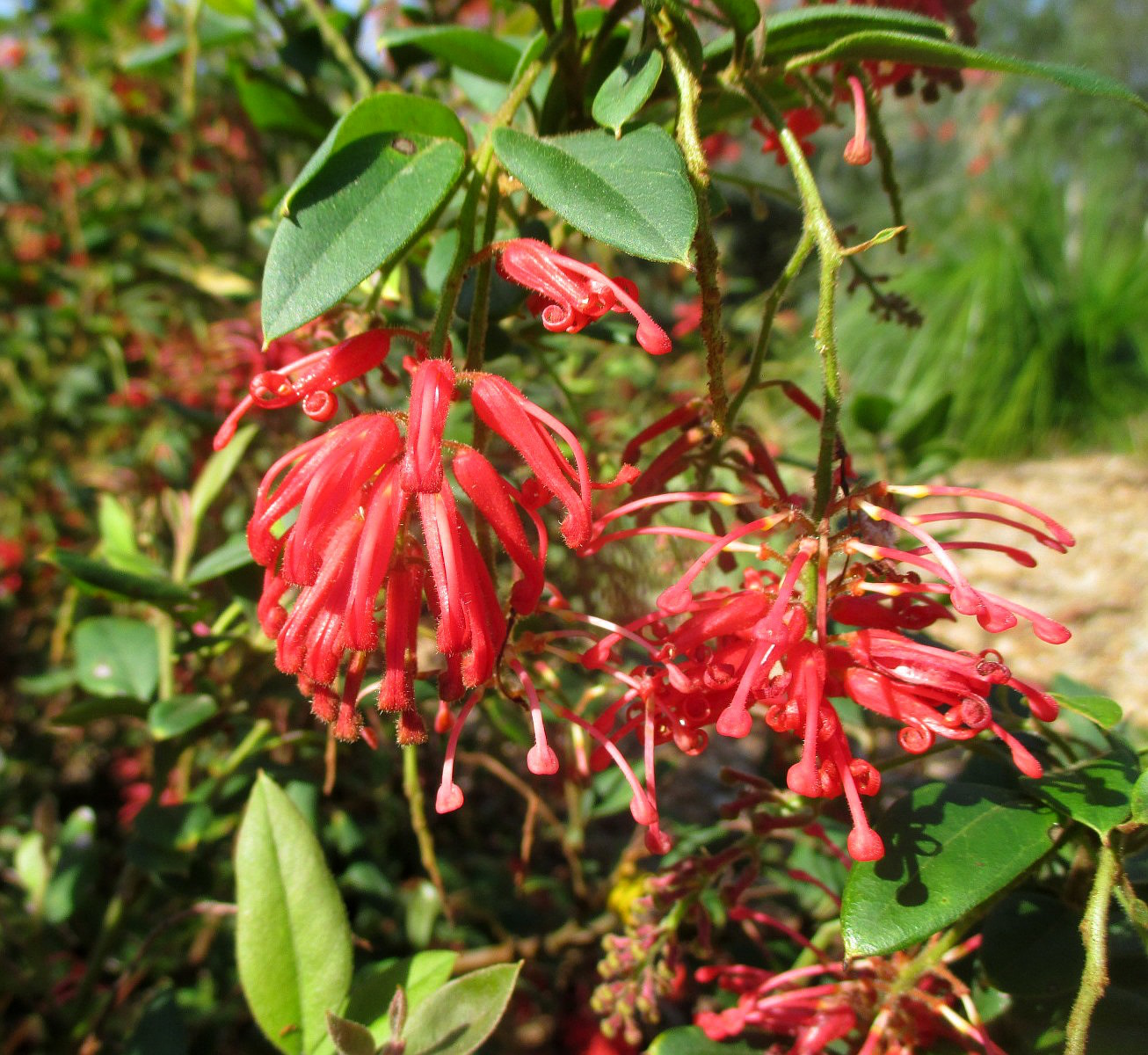 Image of Grevillea rhyolitica specimen.