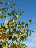 Betula pendula