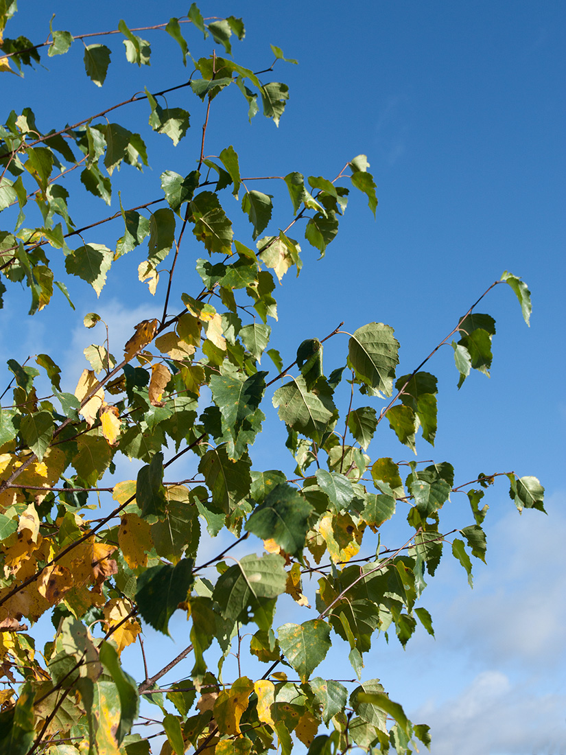 Изображение особи Betula pendula.