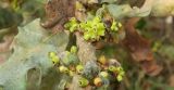 Quercus pubescens