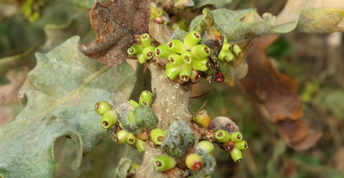 Изображение особи Quercus pubescens.